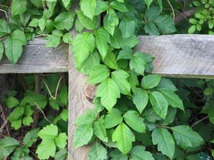 Plants growing on fence