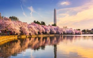 Cherry Blossoms in D.C.