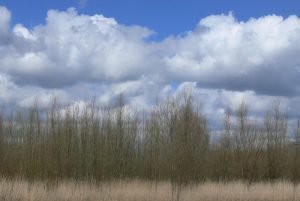 Thin branches and clouds