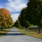 Driveway lined with trees