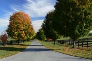 Driveway lined with trees