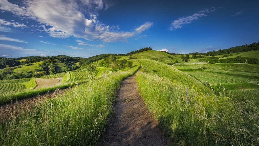 Hilly dirt path wandering through grassy fields 